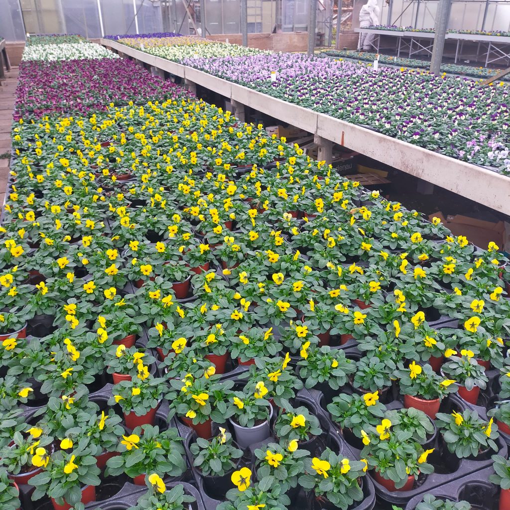 Übersicht Anbau Stiefmütterchen und Hornveilchen