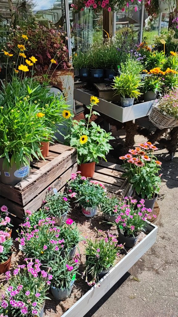 Sommerblumen vor dem Gärtnereieingang