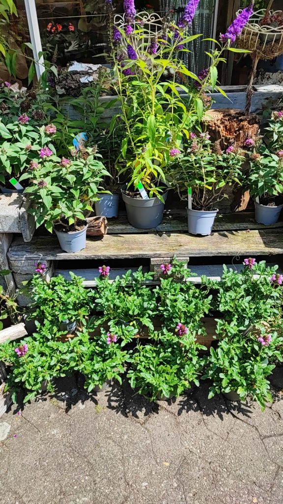 Sommerflieder und Blumen vor der Gärtnerei