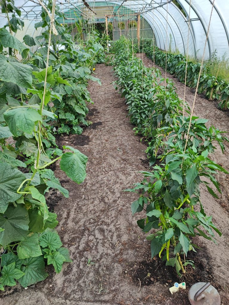 Gewächshaus mit Chili