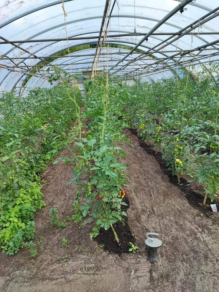 Gewächshaus mit Tomaten