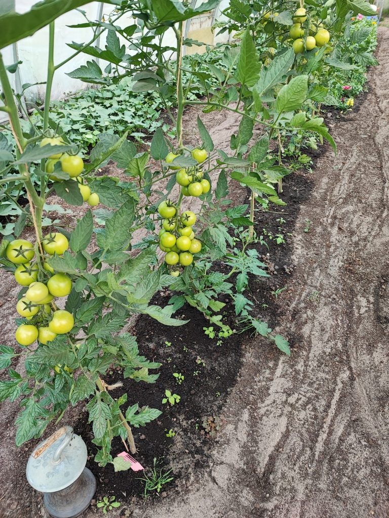 Gewächshaus mit Tomaten und Tomatenrispen
